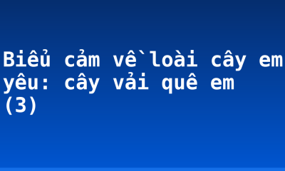 Biểu cảm về loài cây em yêu: cây vải quê em (3)