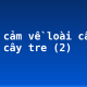 Biểu cảm về loài cây em yêu: cây tre (2)