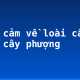 Biểu cảm về loài cây em yêu: cây phượng