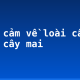 Biểu cảm về loài cây em yêu: cây mai