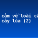 Biểu cảm về loài cây em yêu: cây lúa (2)