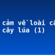 Biểu cảm về loài cây em yêu: cây lúa (1)