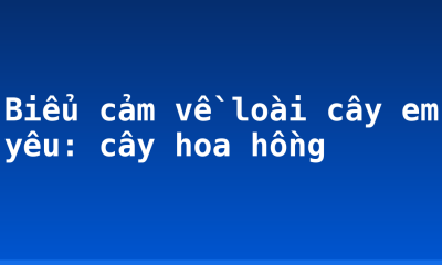 Biểu cảm về loài cây em yêu: cây hoa hồng