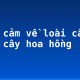 Biểu cảm về loài cây em yêu: cây hoa hồng