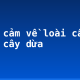 Biểu cảm về loài cây em yêu: cây dừa