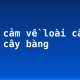Biểu cảm về loài cây em yêu: cây bàng