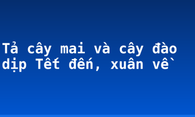 Tả cây mai và cây đào dịp Tết đến, xuân về