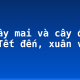 Tả cây mai và cây đào dịp Tết đến, xuân về