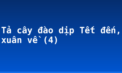 Tả cây đào dịp Tết đến, xuân về (4)