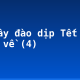 Tả cây đào dịp Tết đến, xuân về (4)