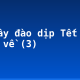 Tả cây đào dịp Tết đến, xuân về (3)