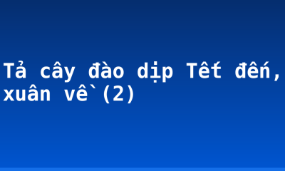 Tả cây đào dịp Tết đến, xuân về (2)