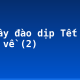 Tả cây đào dịp Tết đến, xuân về (2)