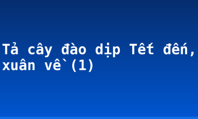 Tả cây đào dịp Tết đến, xuân về (1)