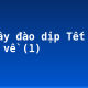 Tả cây đào dịp Tết đến, xuân về (1)