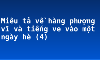 Miêu tả về hàng phượng vĩ và tiếng ve vào một ngày hè (4)