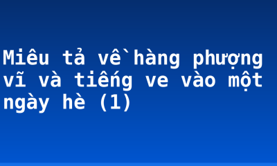 Miêu tả về hàng phượng vĩ và tiếng ve vào một ngày hè (1)