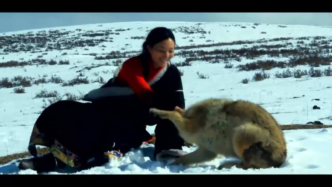 Nữ họa sĩ Trung Quốc kể chuyện thuần phục sói hoang